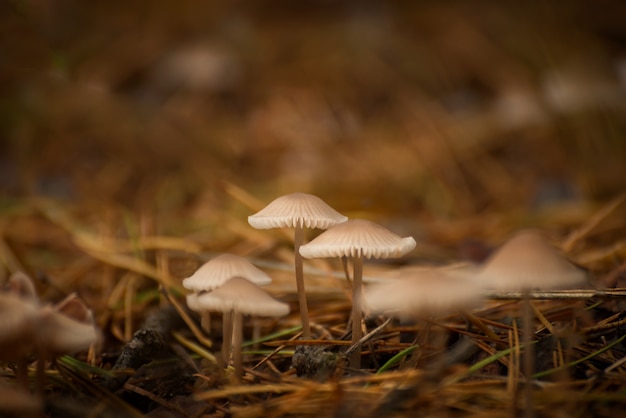 Toxic mushroom Funeral bell, also known as deadly galerina, a deadly poisonous mushroom on the Forest floor. Autumnal season background.