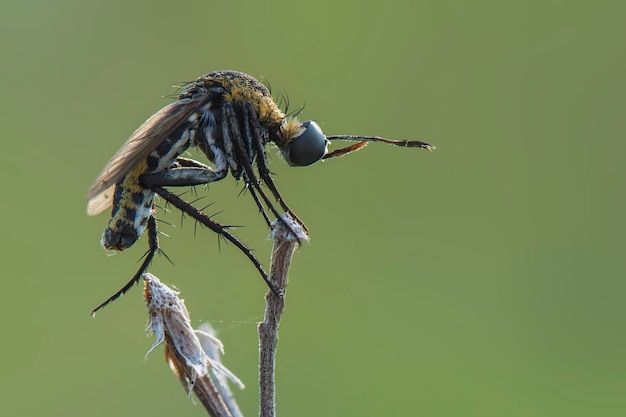 Toxophora hunback fly