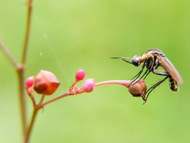 Photo toxophora and pink flowers