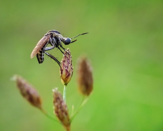 Photo toxophora want to sleep today