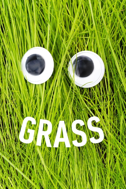 緑の草の背景に GRASS と書かれたおもちゃの目