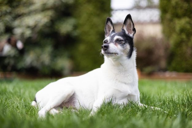 Toy Fox Terrier Dog playing on grass outside