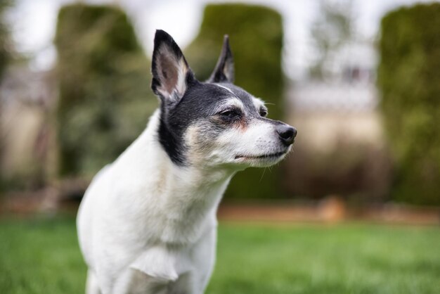 外の芝生で遊ぶトイフォックステリア犬