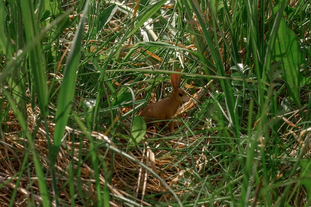 The toy hare is sitting in the tall grass