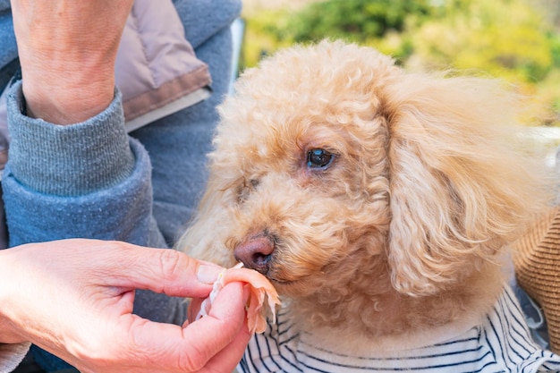 Toy Poodle eating