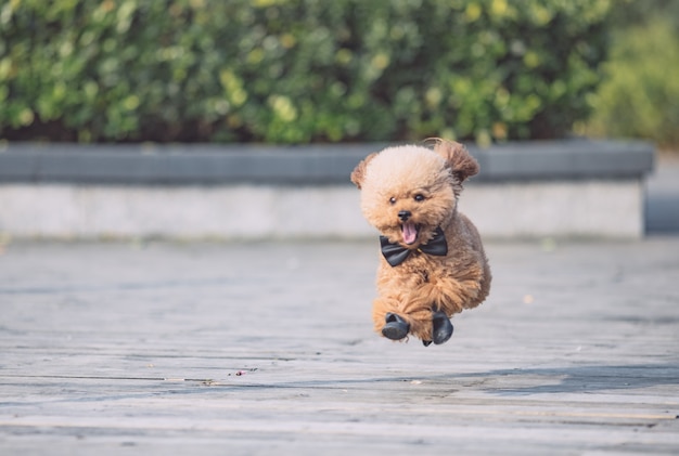 Toy Poodle playing in a park