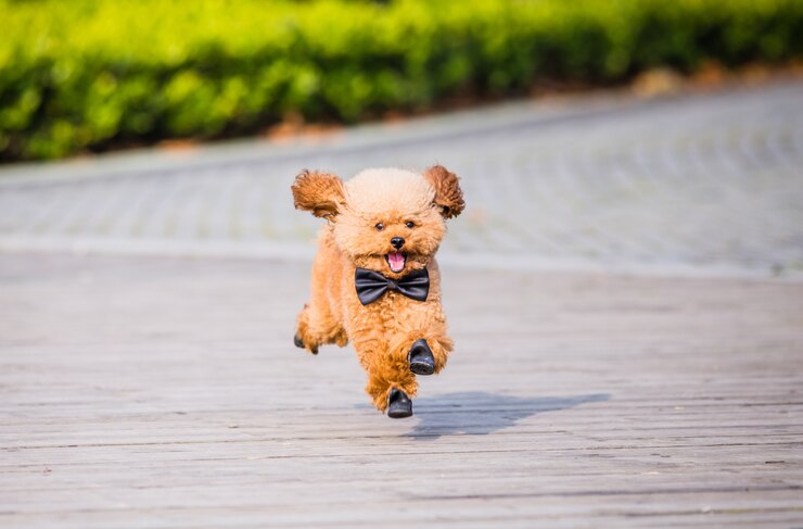공원 에서 놀고 있는 장난감 푸들