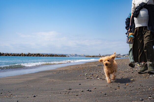 Toy poodle running happily on the beach