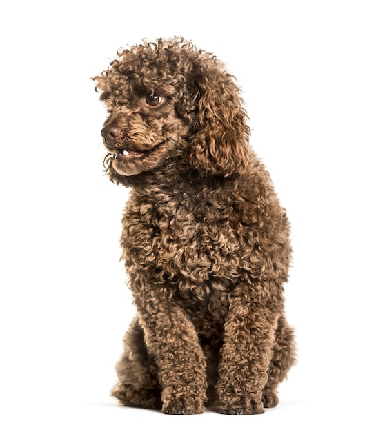 Toy poodle sitting against white background