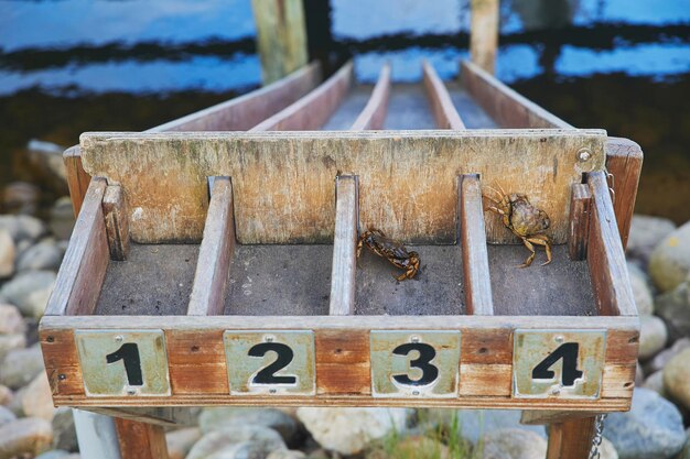 Toy springboard for crabs on the pier in Denmark