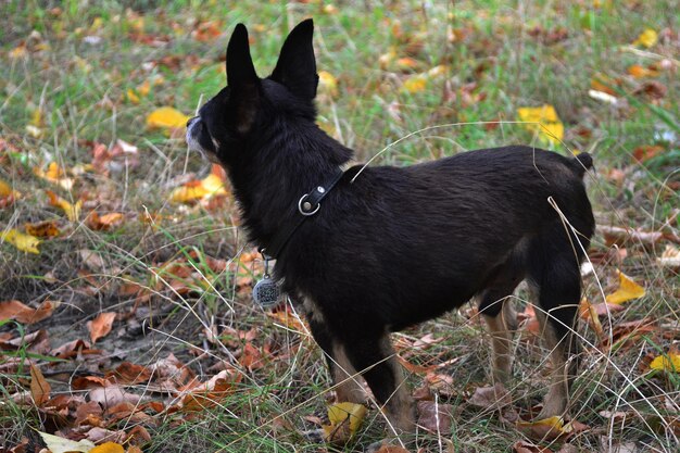 toy terrier is walking in the forest