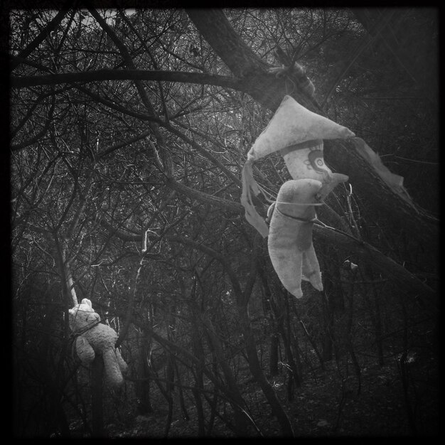 Photo toys hanging in trees