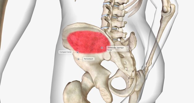 Trabecular or spongy bone is found in the center of the bone