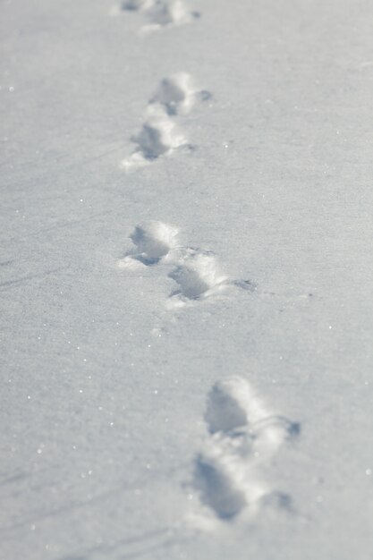 Traces of an animal in the snow.