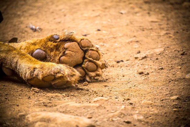 The traces of a beautiful lion in the orphanage of Nairobi Kenya