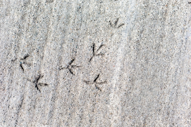 Traces of a bird on concrete of gray background