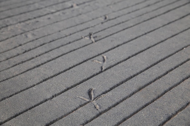 Traces of bird that walked on fresh concrete in Denmark