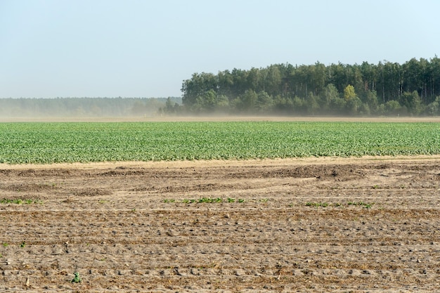 Traces of cleaning equipment on the sand An empty field after harvesting Dry lifeless ground closeup with traces of heavy machinery Agricultural field