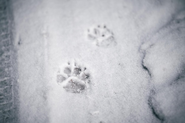 雪の中の冬の犬の痕跡 雪の上の動物の足跡のクローズアップ 冬のペットの冒険