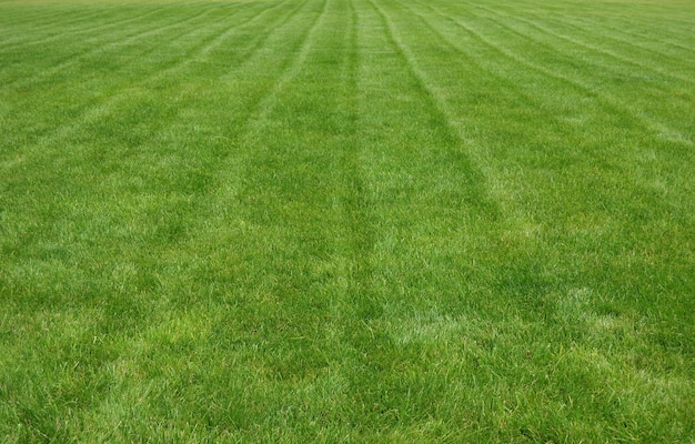 Traces of a lawn mower on a  grass lawn after mowing with a lawn mower