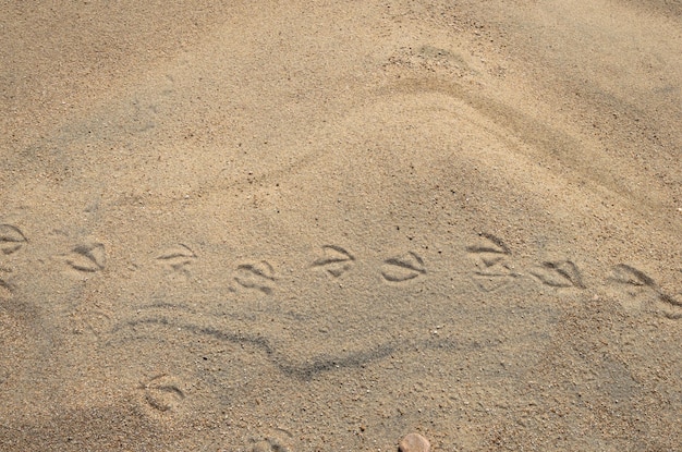 Traces of seagulls on the sand View from above