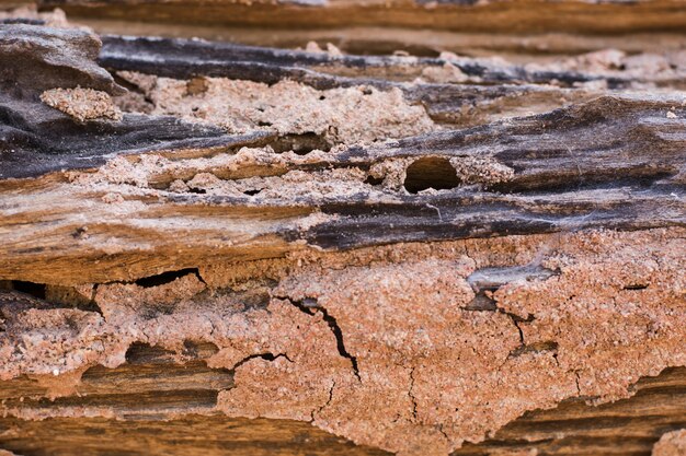 Traces of termites eat wood