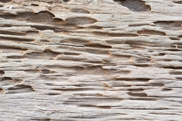 Traces of termites eat wood