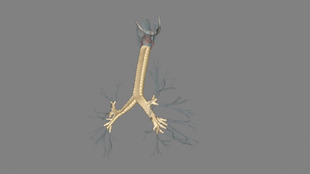 The trachea is a tubelike structure in the neck and upper chest