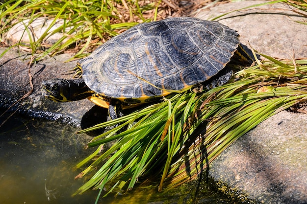 Черепаха Trachemys Scripta Elegans