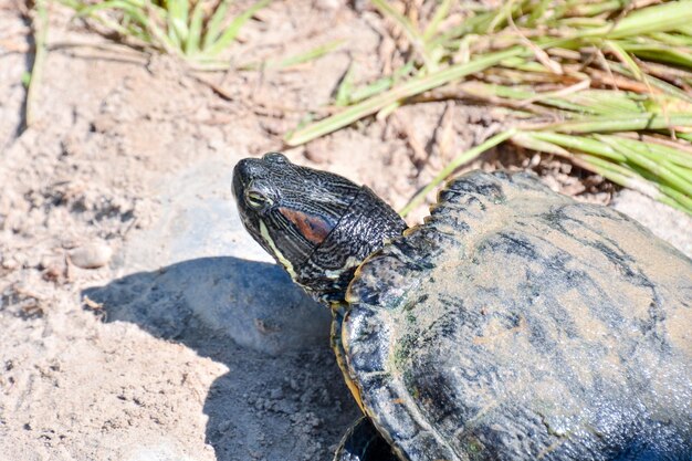 Trachemys Scripta Elegans Tortoise