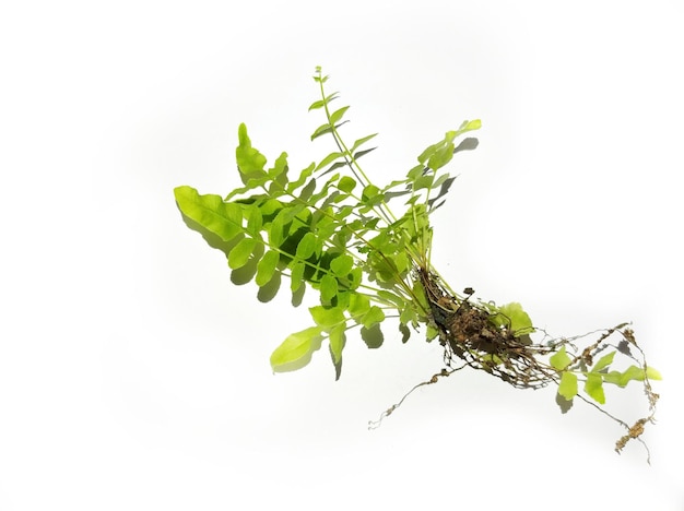 Tracheophyta Ferns isolated on white background