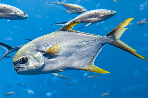 Trachinotus blochii of snubnose pompano in Atlantis, Sanya, eiland Hainan, China... Pompanos zijn zeevissen in het geslacht Trachinotus in de familie Carangidae (beter bekend als "jacks").