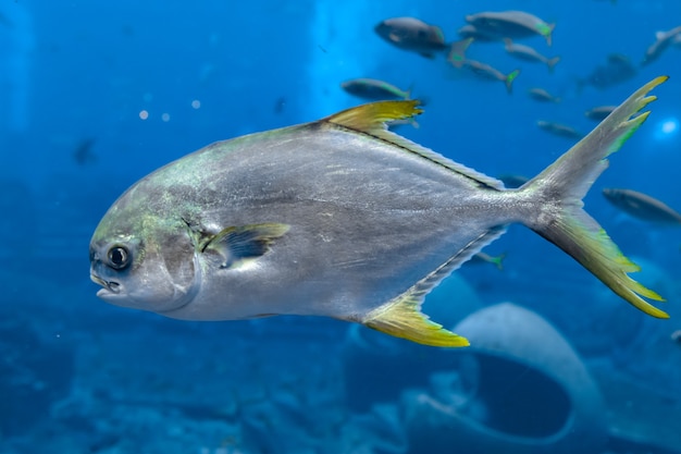 중국 하이난 섬 아틀란티스의 Trachinotus blochii 또는 snubnose pompano.. Pompanos는 Carangidae 계통의 Trachinotus 속의 해양 물고기입니다("잭"으로 더 잘 알려져 있음).