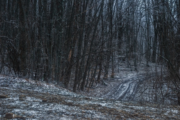 Track going through a snowy forest