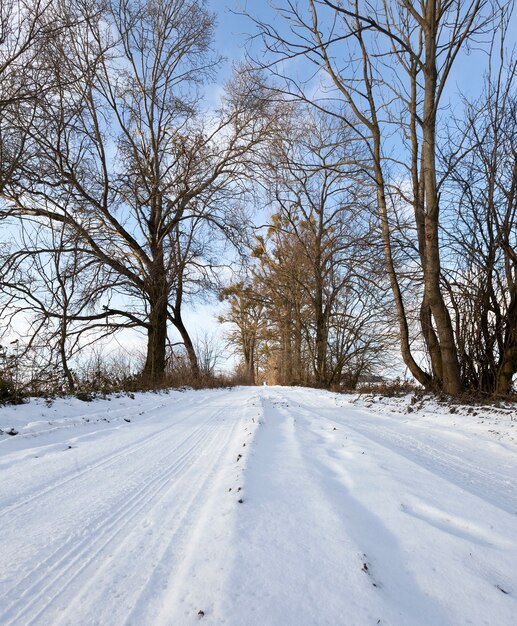 Photo track on the road between the trees in the winter season, day landscape