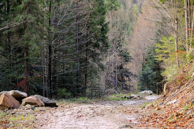 Track in the wild Carpathians forest