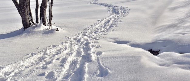 Tracks in fresh snow crossing snowy landscape in panoramic view