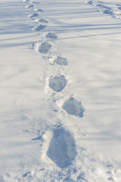 Tracks on fresh snow