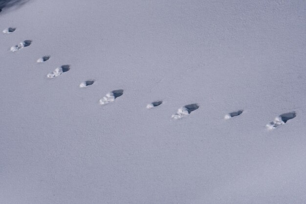 写真 白い雪に動物の足跡