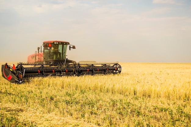 The tractor cuts wheat for haylage feed for nongmo cows