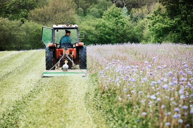 Трактор косит траву и луг с полевыми цветами.