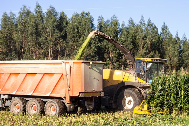 Фото Трактор разрезает кукурузу и бросает ее в грузовик, чтобы затем кормить животных