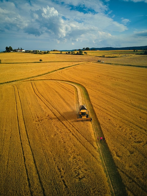 A tractor drives through a field of wheat.