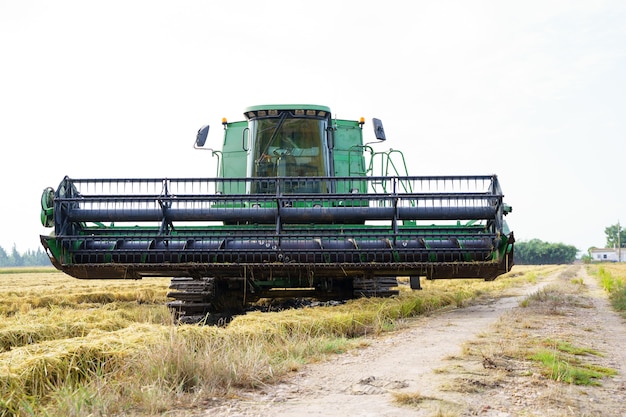 Tractor harvesting in a rice field next to a path with a farm