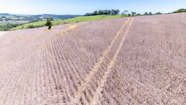 ブラジル の 農場 で トラクター が 大豆 を 収 し て いる