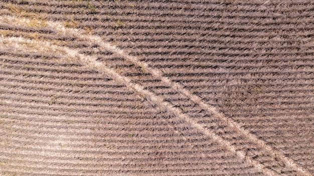 写真 ブラジル の 農場 で トラクター が 大豆 を 収 し て いる