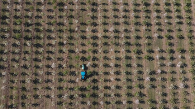 A tractor is seen in a field of olive trees.