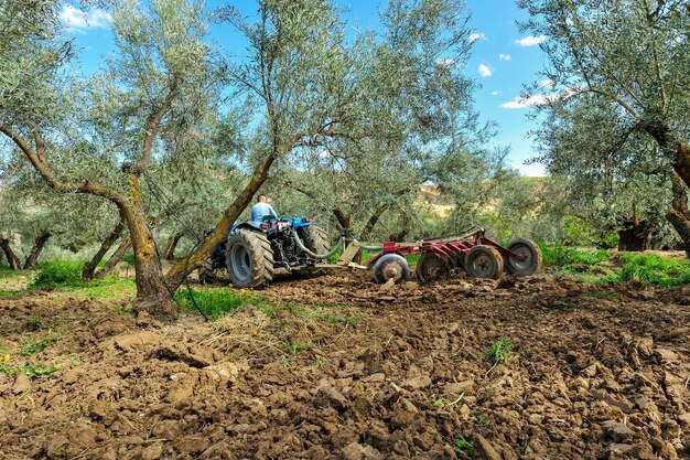 Trattore che esegue lavori di lavorazione negli erpici a dischi dell'oliveto