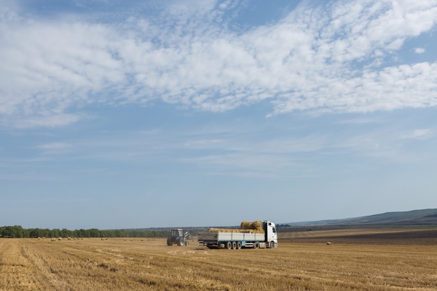 A tractor puts round bales of straw into a trailer of a machine on a mowed wheat field.