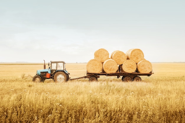 The tractor removes bales of hay from the field after harvest. Cleaning grain concepts